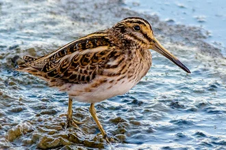 The little snipe, one of the wading birds, the smallest snipe, in Egypt, photographed by Morhaf Kamal in Fayoum, Egypt.