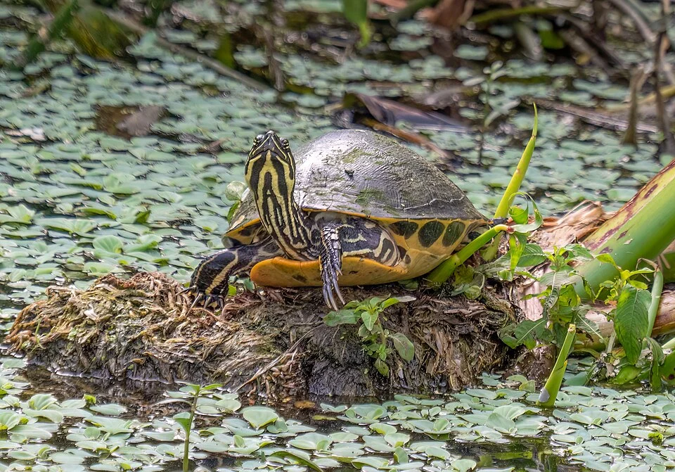 Peninsular cooter in the Green Cay wetlands