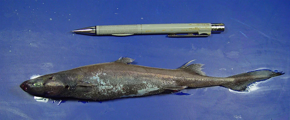 Etmopterus schultzi from the Gulf of Mexico