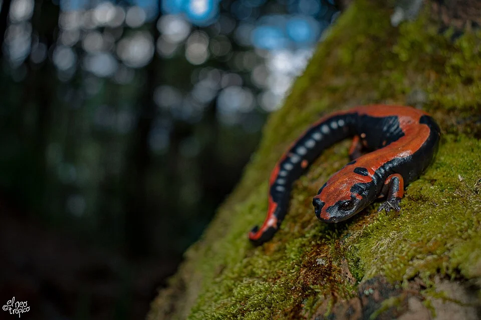 Photo of Lincoln's Mushroomtongue Salamander uploaded from iNaturalist.