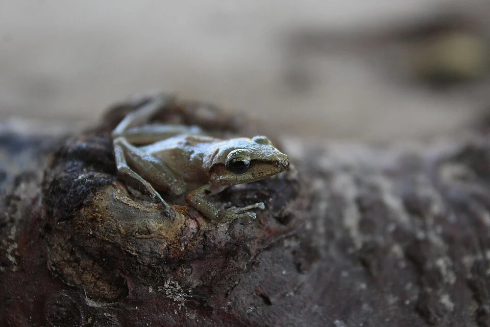 An adult of Pristimantis ramagii in Nísia Floresta, Rio Grande do Norte, Brazil