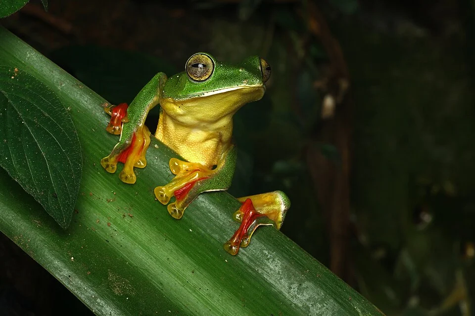 Rhacophorus malabaricus