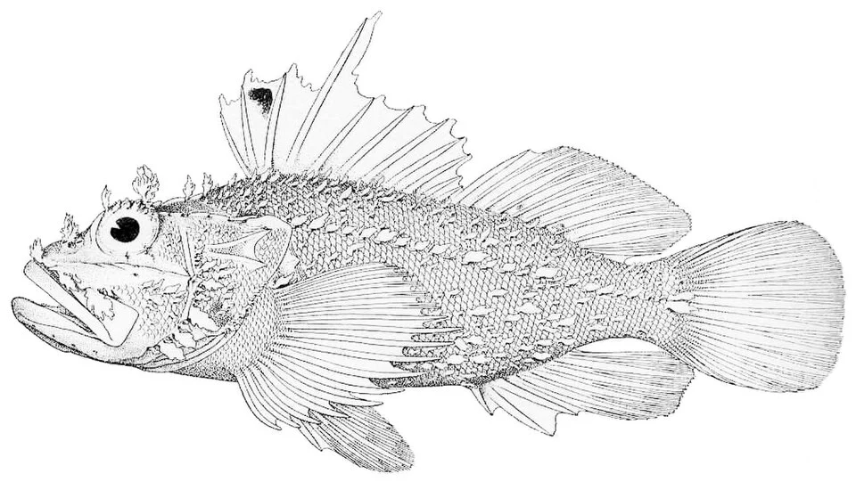 Iracundus signifer Jordan & Evermann. From the type
Subject: Iracundus, Scorpionfishes
Tag: Fish