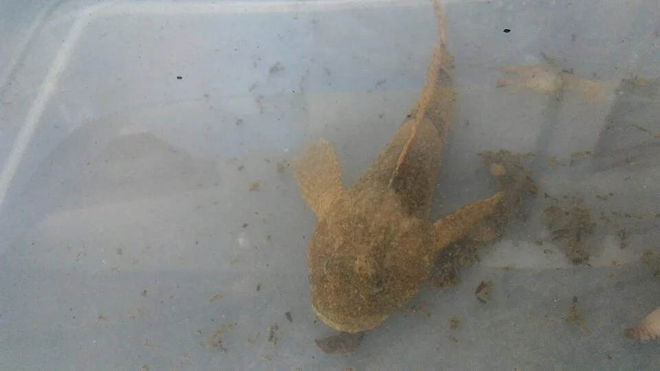 Caught in Big blue river in Edinburgh, Indiana