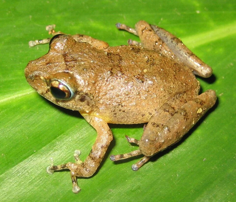 Pseudophilautus rus adult male from Hantane Range Kandy, Sri Lanka