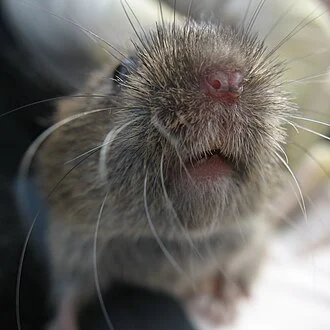 Field vole (Microtus agrestis) photographed near Stonehaven, Scotland.