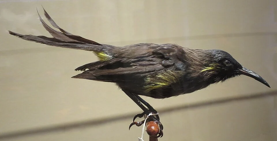Moho bishopi (Bishop's 'Ō'ō), Bishop Museum, Honolulu