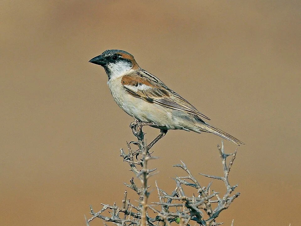 Abd al-Kuri Sparrow Passer hemileucus, male, Abd al-Kuri, Socotra, Yemen