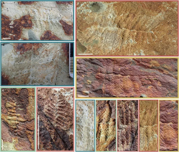 Fractofusus andersoni fossil specimens and enlarged branching details in Dunn, Donoghue and Liu’s figure 4