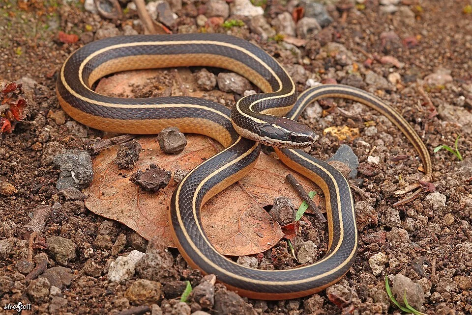 Sooty Black-striped Snake (Coniophanes piceivittis)