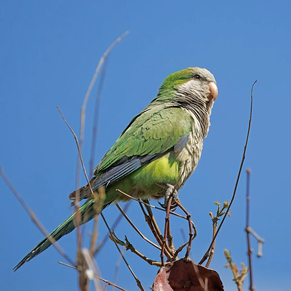 Monk parakeet (Myiopsitta monachus), Parque Bicentenario, Santiago, Chile