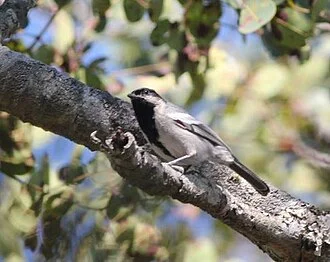Miombo tit near the source of the Cuito river in Angola