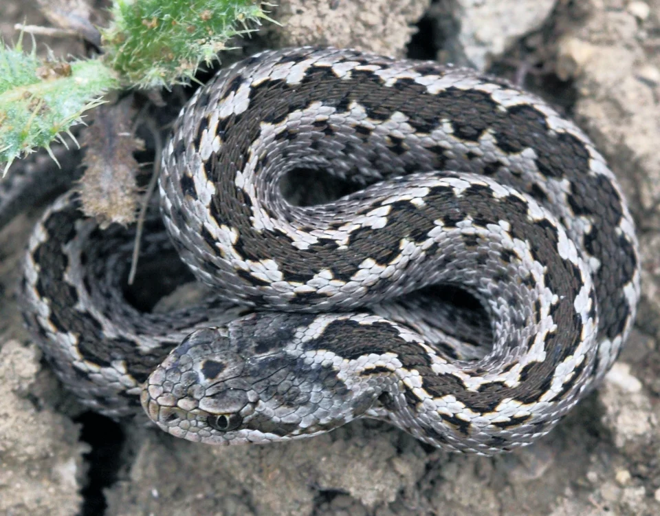 Pelias schemakhensis Tuniyev, Orlov, Tuniyev & Kidov, 2013. Azerbaijan, vicinity of Maraza.