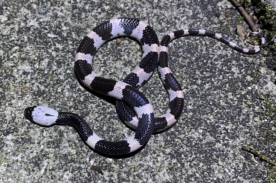 Futsing Wolf Snake (Lycodon futsingensis)