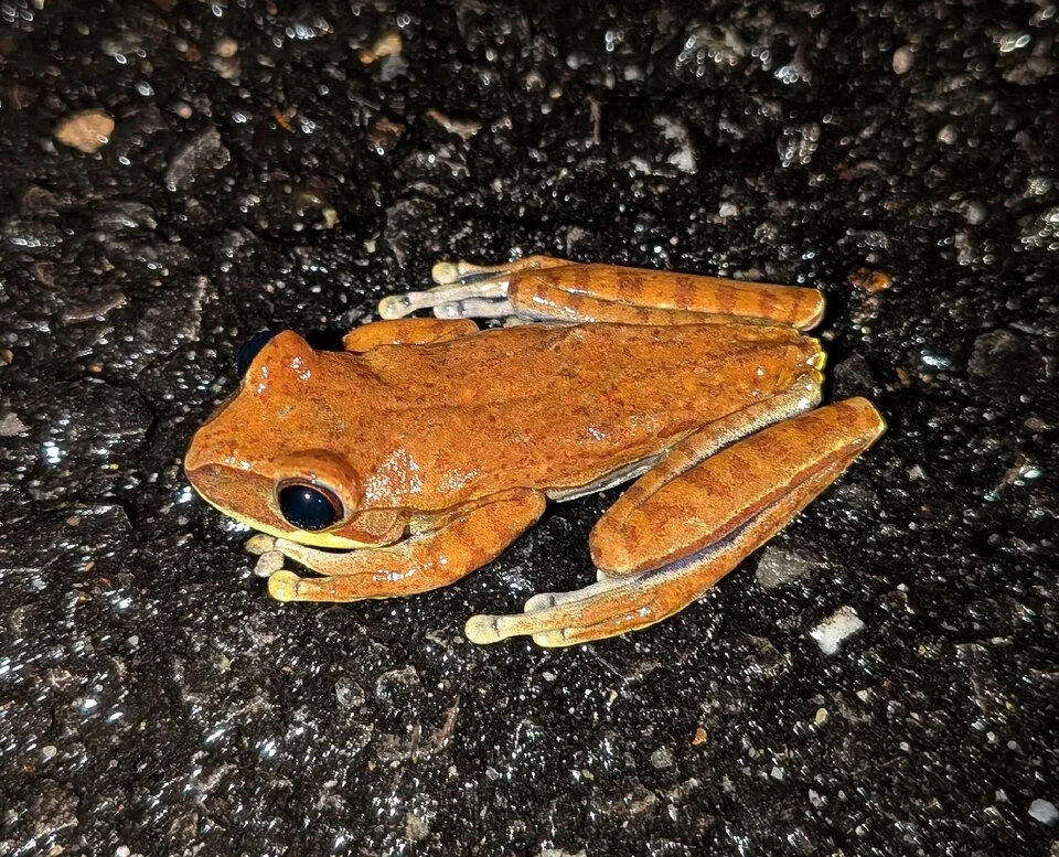 Boana melanopleura (Lower Andes Tree Frog) in Pasco, Peru. Photo by Thibaud Aronson. Original iNaturalist observation here; https://www.inaturalist.org/observations/363220823