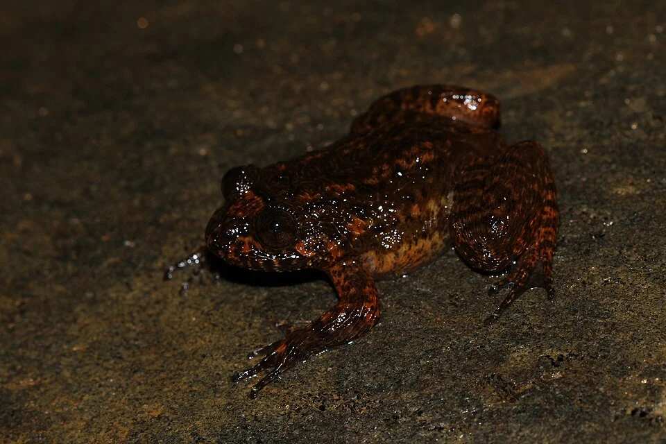 frog from india