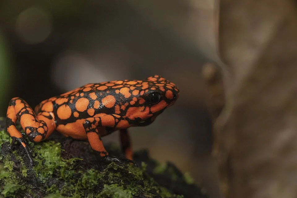 Oophaga solanensis se encuentra categorizada por la lista roja de la IUCN como Vulnerable a la extinción