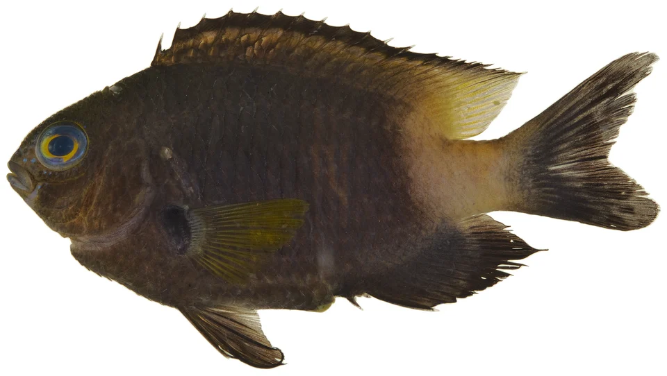Stegastes partitus (Poey, 1868)—bicolor damselfish, 58.6 mm SL, black-tailed color morph.
Photo by JT Williams.