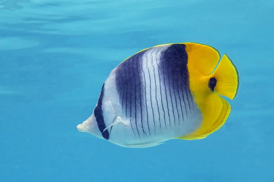 Pacific double-saddle butterfly fish (Chaetodon ulietensis), Moorea, French Polynesia