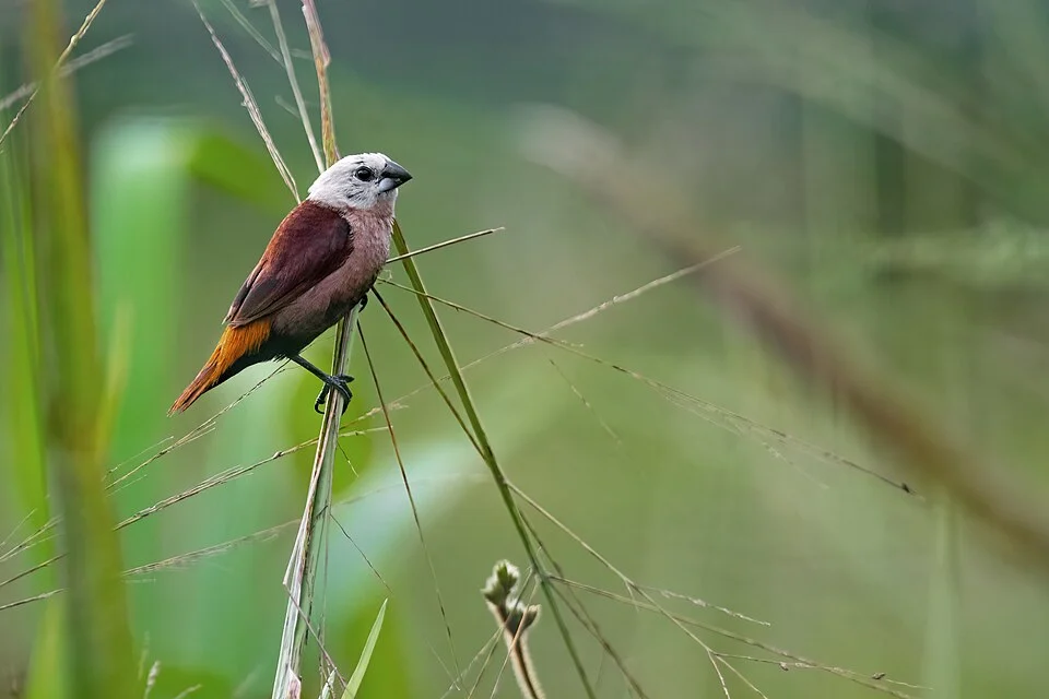 Grey-headed Munia, Pacific Adventist University