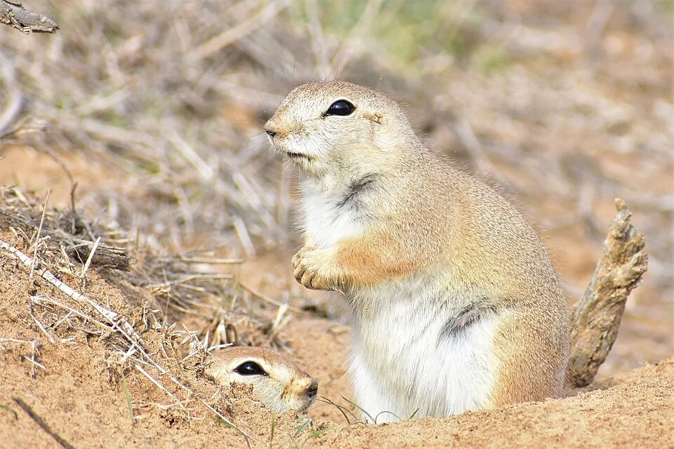 Photo of Long-clawed Ground Squirrel uploaded from iNaturalist.