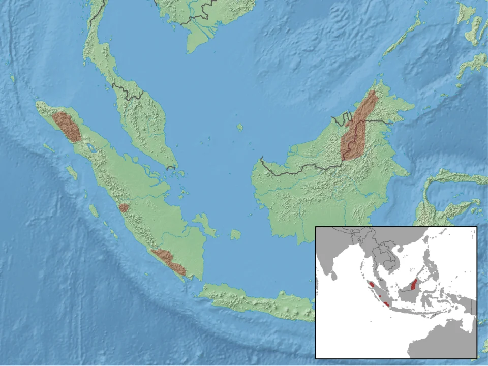 geographic distribution of Sundamys infraluteus