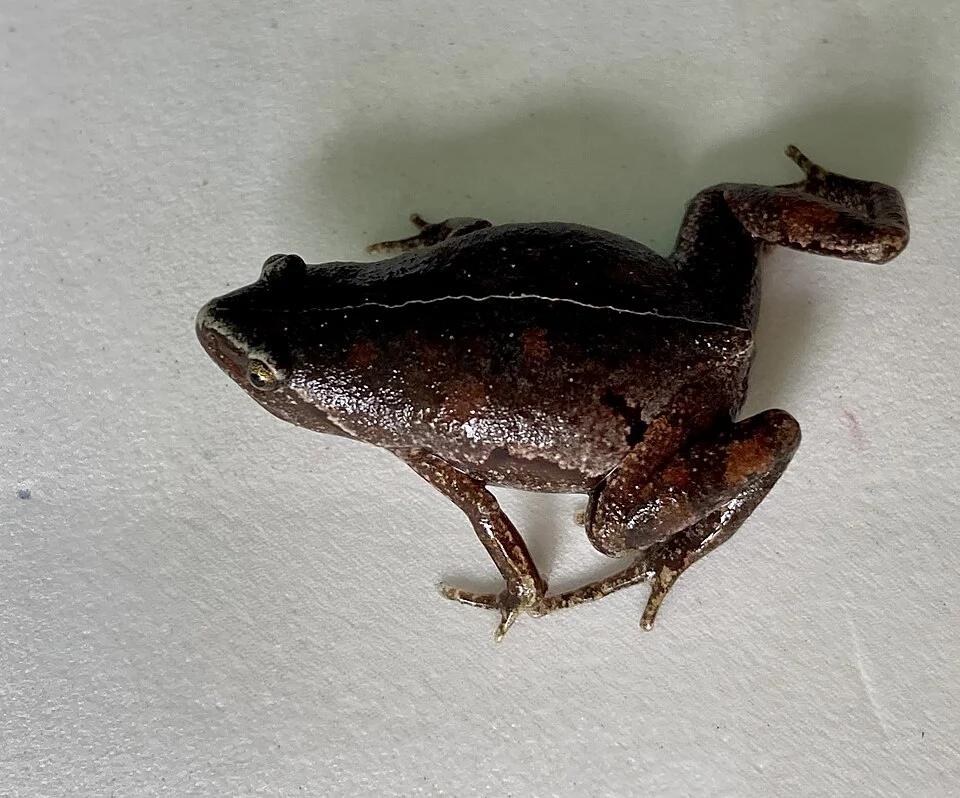 Bassler's Humming Frog (Chiasmocleis bassleri). Species of amphibian.