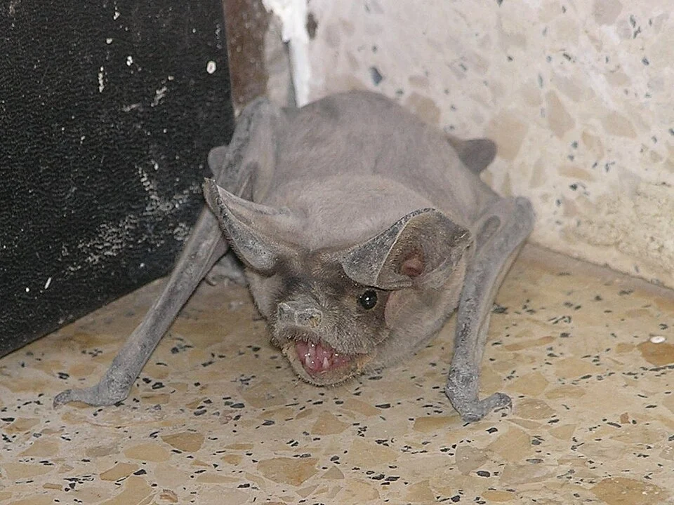 European Free-tailed Bat (Tadarida teniotis) in Beer Sheva, Israel