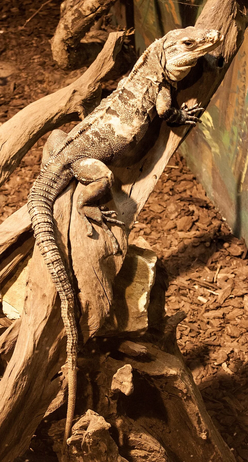 Nyíregyháza Zoo, Black iguana