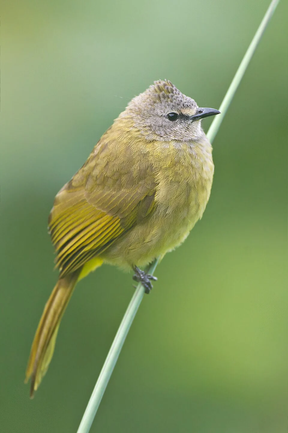 Flavescent Bulbul (Pycnonotus flavescens), Mae Wong National Park, Nakhon Sawan, Thailand