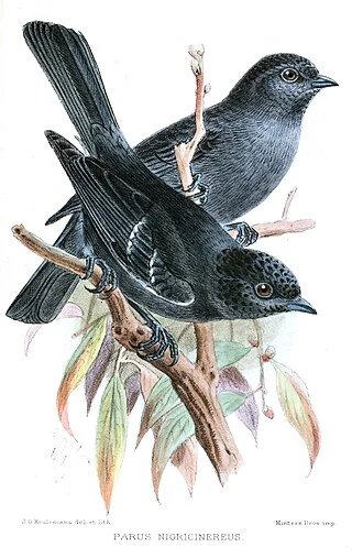 Parus nigricinereus
