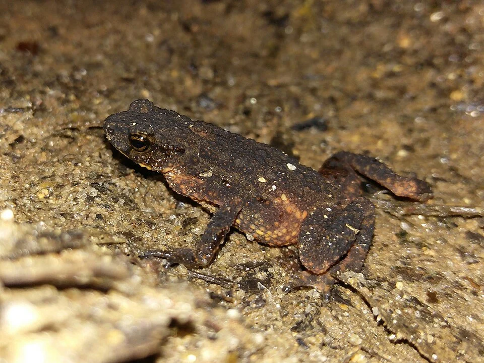 Photo of Inthanon Stream Toad uploaded from iNaturalist.