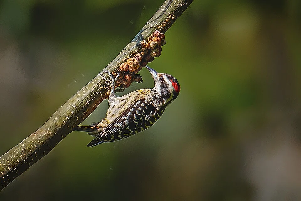 Philippine Pygmy Woodpecker in Misamis Oriental, Philippines. This small woodpecker is widespread throughout most of the Philippines.