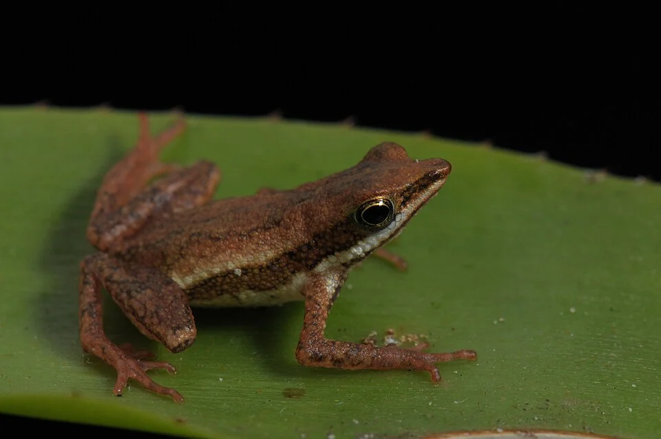 Sapo - de - bromélia - Dendrophryniscus leucomystax - Espécie endêmica da Mata Atlântica e dependente de bromélia.