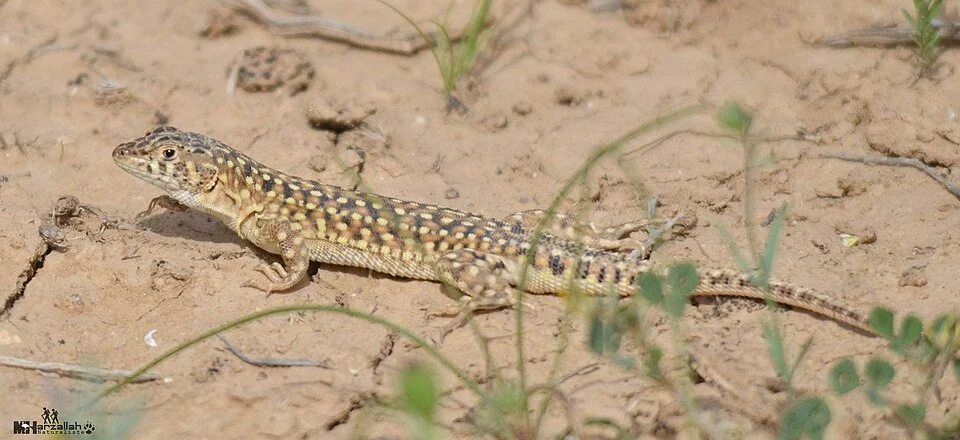 Spotted Fringe-fingered Lizard (Acanthodactylus maculatus). Species of reptile.