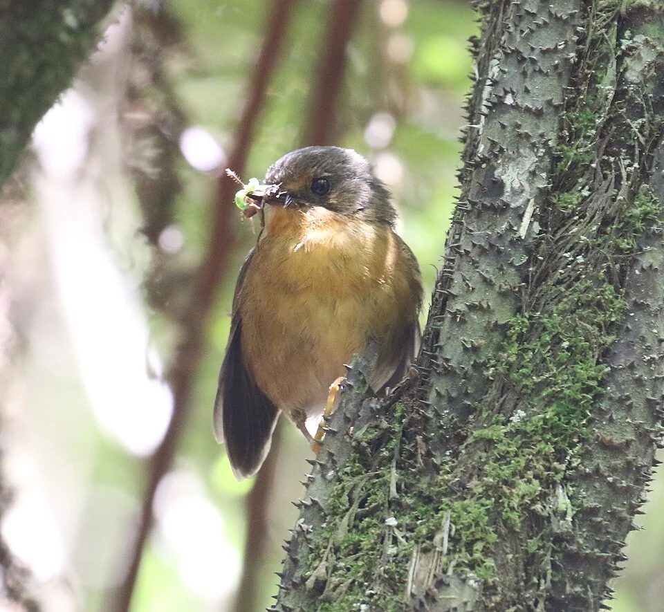 Sheppardia aurantiithorax, Kilosa, TZ-MO, TZ, 2015-11-21 (iNaturalist).