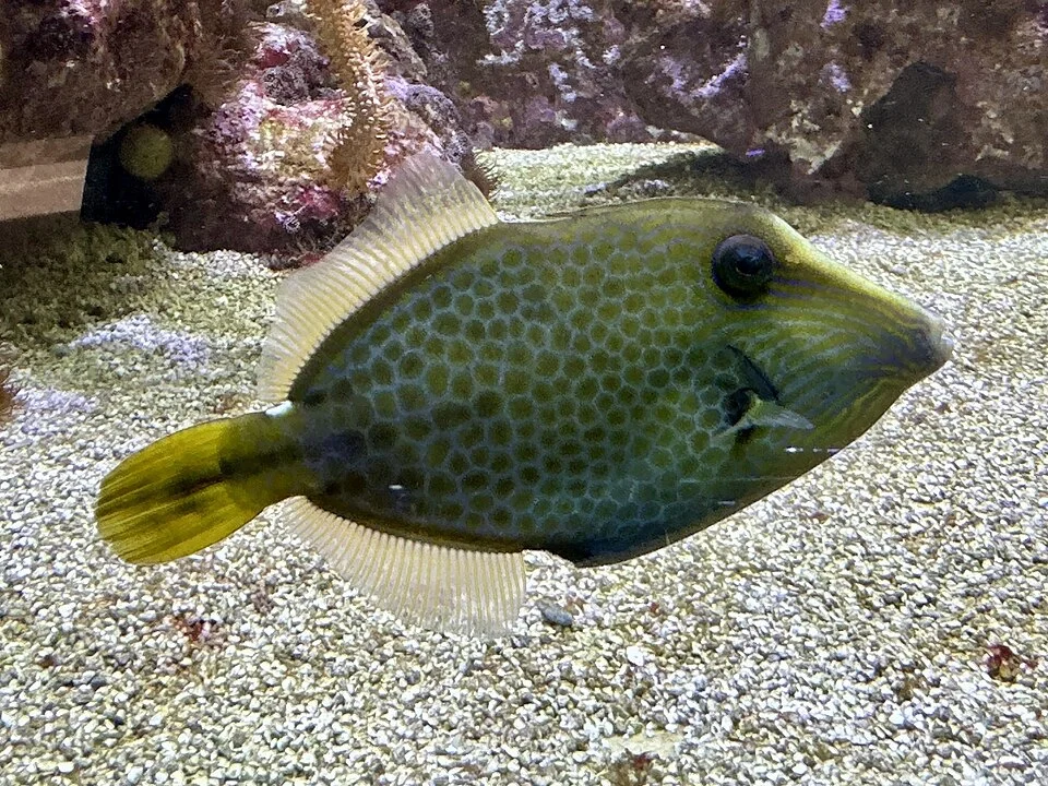 Photo of Wirenet Filefish (undefined) uploaded from iNaturalist.