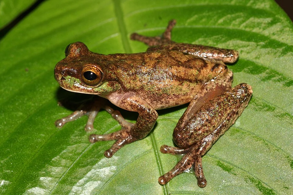 Photograph of Isthmohyla rivularis by Andrew Gray. Photograph taken at Monteverde, Costa Rica, 2007.