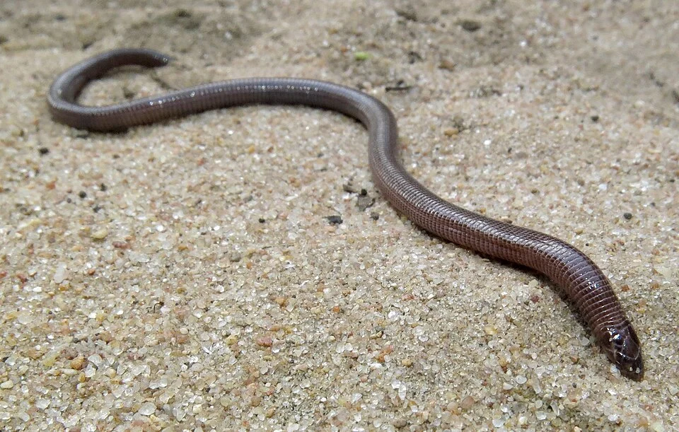 Maputoland Dwarf Worm Lizard (Zygaspis vandami arenicola)