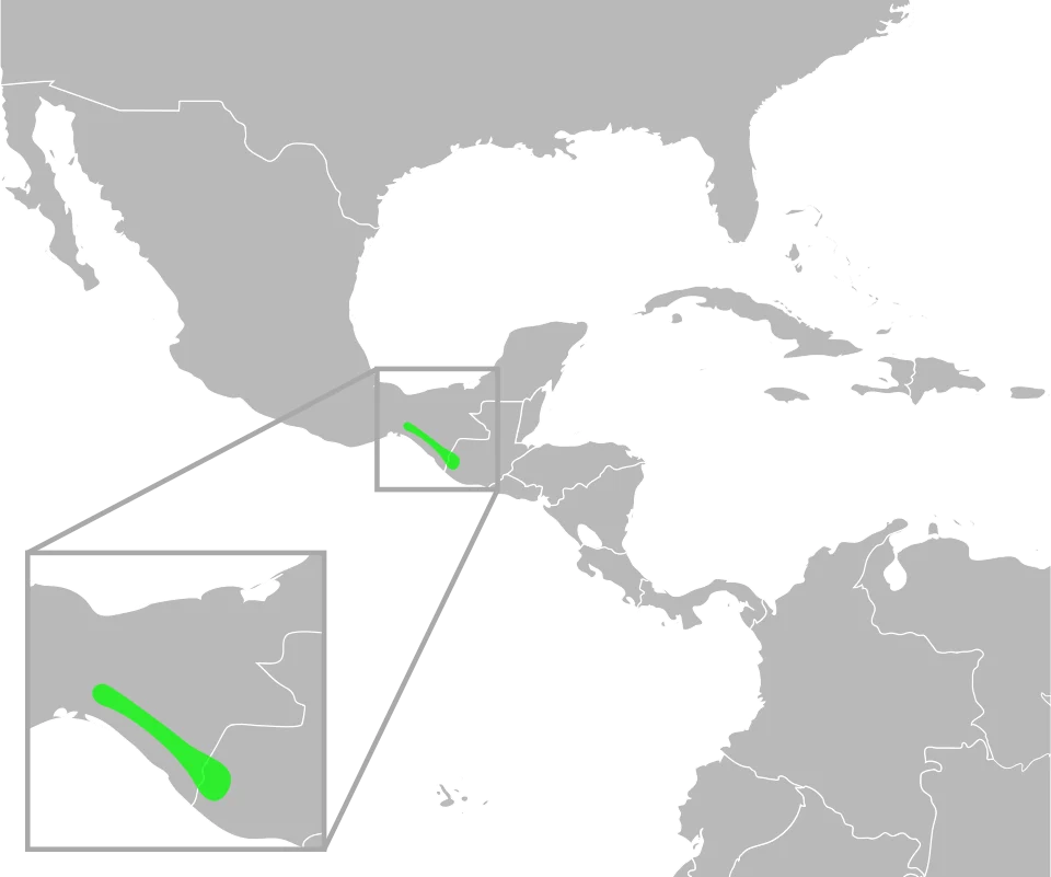 The distribution of Bufo tutelarius. Data from Mulcahy, D.; Williams, T.; Mendelson, III, J; and Sites, J. (2008) "Phylogenetic Relationships Among Mesoamerican Bufonids." Poster presented at the 2009 Joint Meeting of the American Society of Ichthyologists and Herpetologists. Abstract available here, p. 58.
