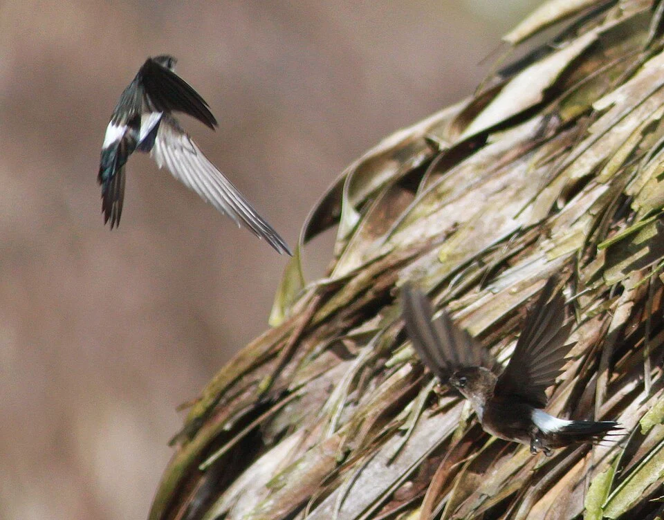 Probably, Antillean Palm Swift. Dominican Republic, near La Romana.