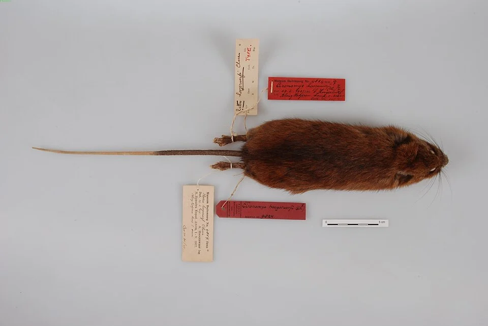 Rattus hoogerwerfi