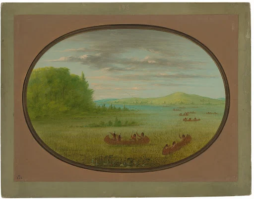 George Catlin’s 1861–1869 painting Gathering Wild Rice — Winnebago, showing canoe parties in a marsh identified in his catalogue as the Fox River, Wisconsin
