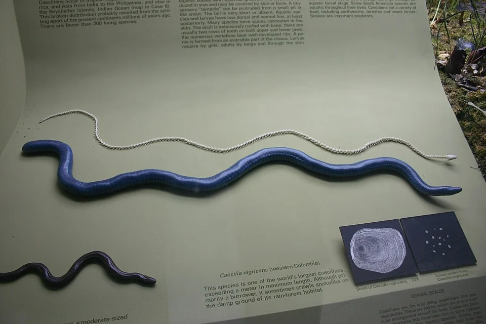 Caecilia nigricans