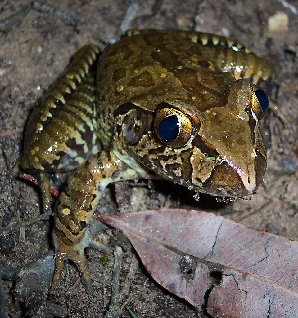 Mixophyes iteratus from the en:Watagans National Park, NSW. Showing distinct gold in upper half of iris.