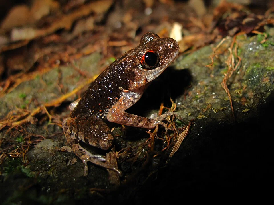 Leptolalax melanoleucus from Thailand