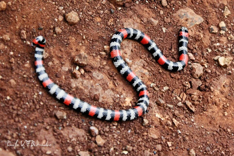 Coral snake -Micrurus frontalis mesopotamicus (Barrio & Miranda 1967)- in Parque Estadual do Turvo - Derrubadas in Rio Grande do Sul, Brazil