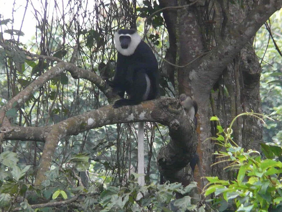White-thighed Colobus (Colobus vellerosus)
