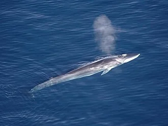 Balaenoptera physalus