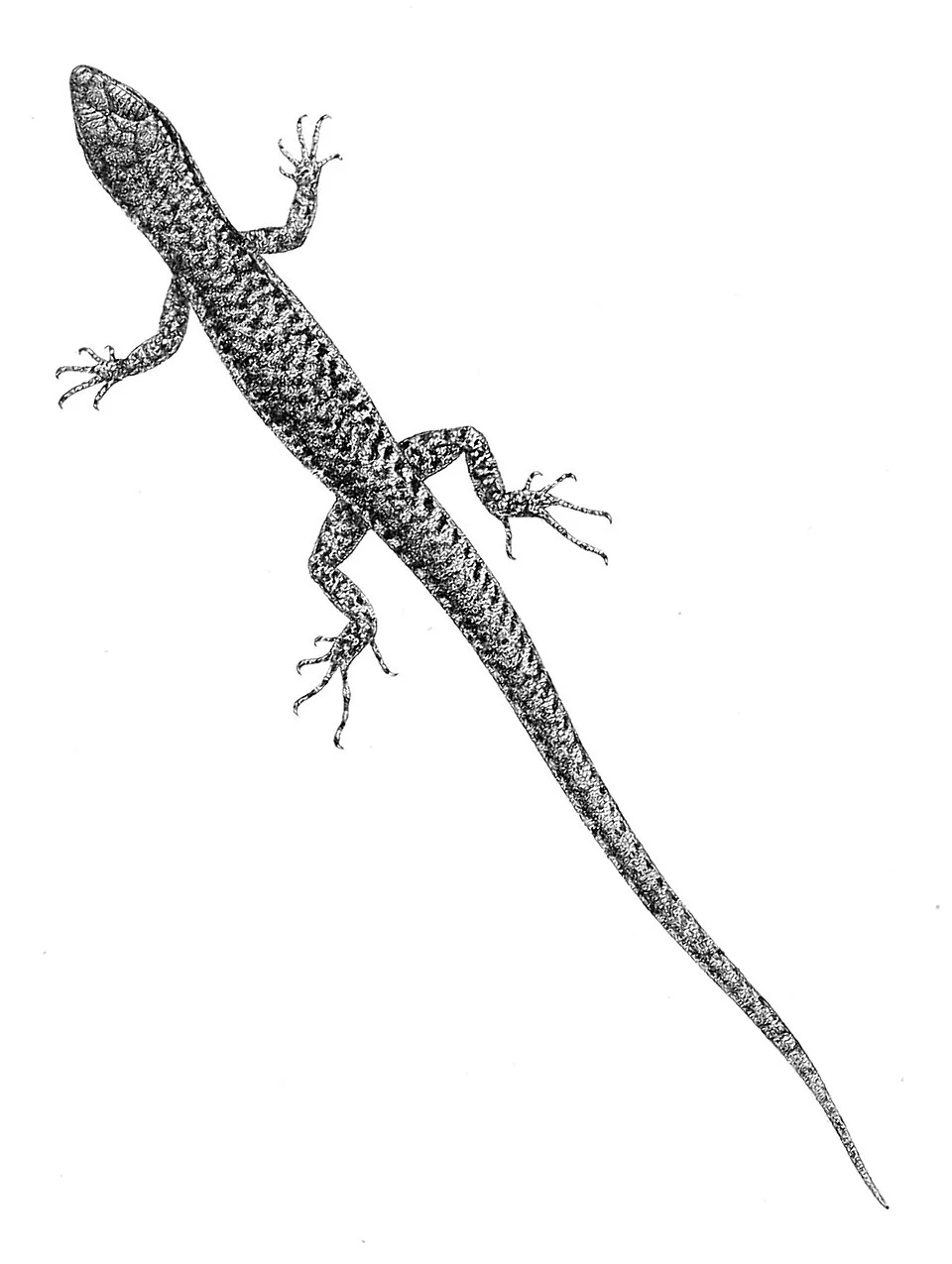 Lygosoma annectens = Sphenomorphus annectens